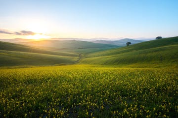 perfect field of spring grass,tuscany,italy