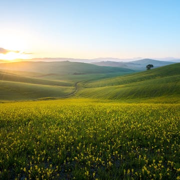 perfect field of spring grass,tuscany,italy