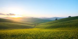 perfect field of spring grass,tuscany,italy