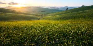 perfect field of spring grass,tuscany,italy