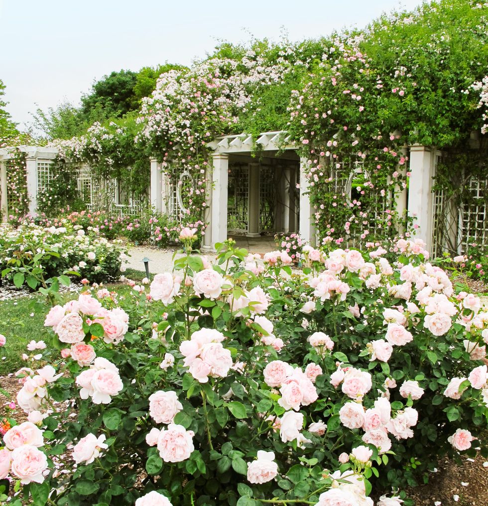 backyard rose garden
