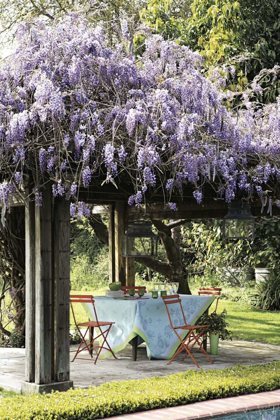 backyard with wisteria over pergola