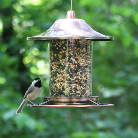 The Best Squirrel-Proof Bird Feeders You Can Buy Online