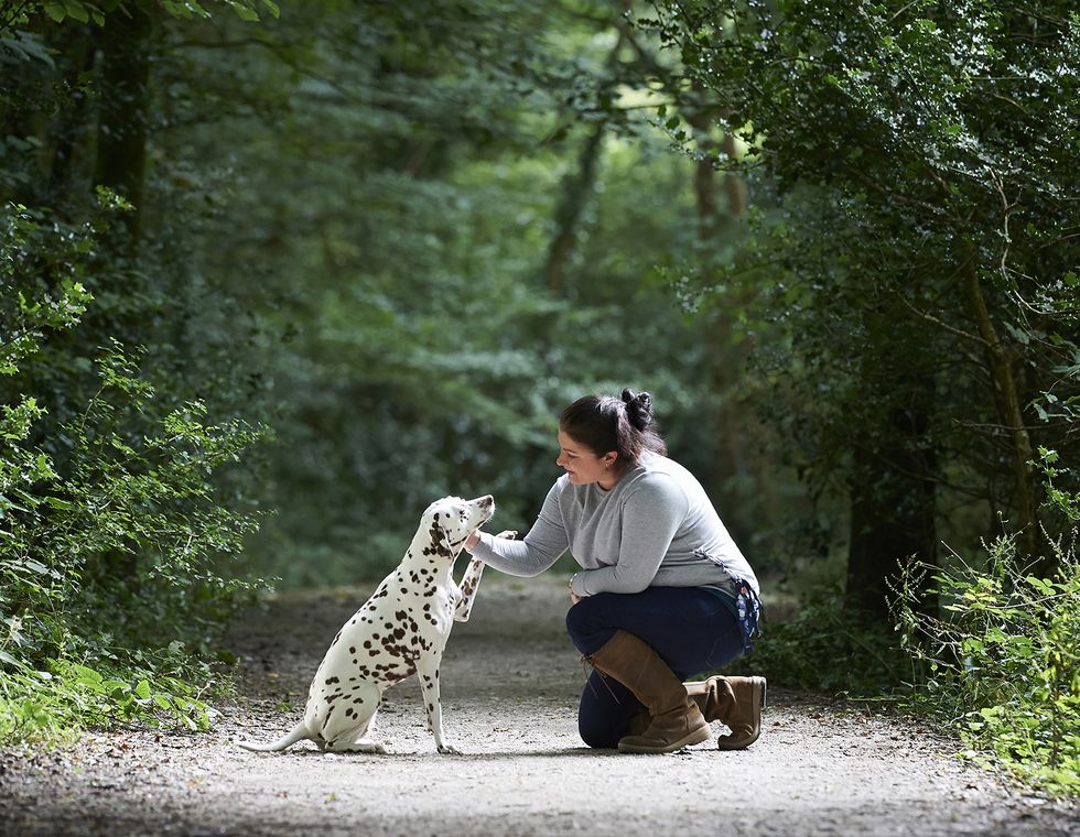 dalmatian dog and owner training outdoors
