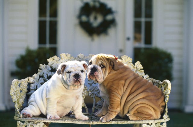 Perros