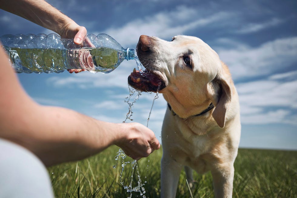 familia disfruta del verano con su perro