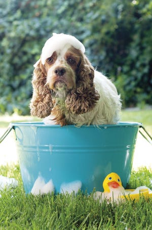 10 Juguetes caseros para perros (con vídeos) - ¡Con materiales reciclados!