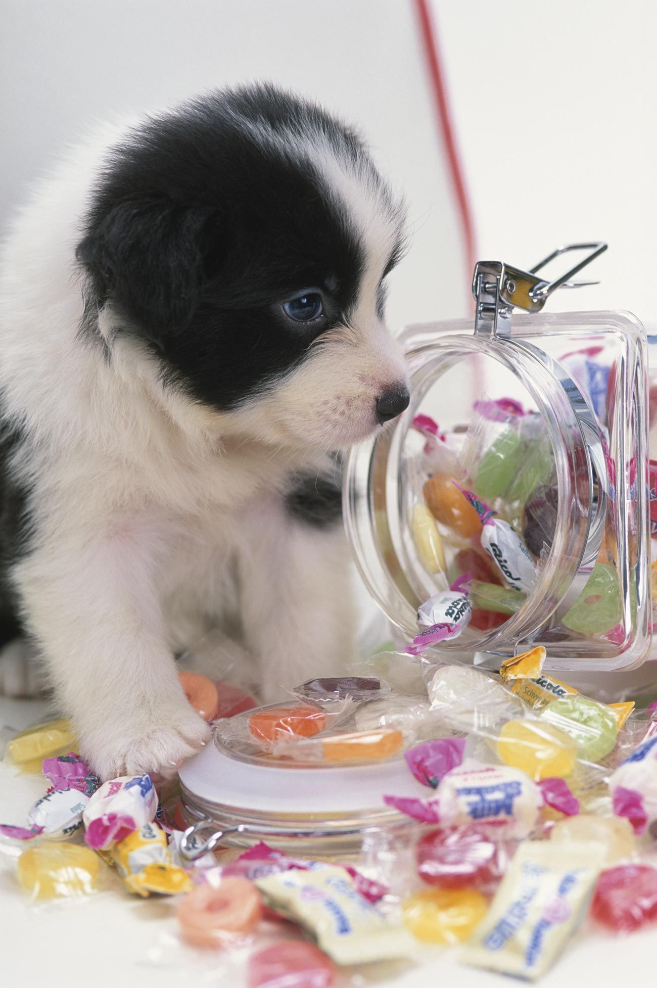 que golosinas puede comer un perro diabetico