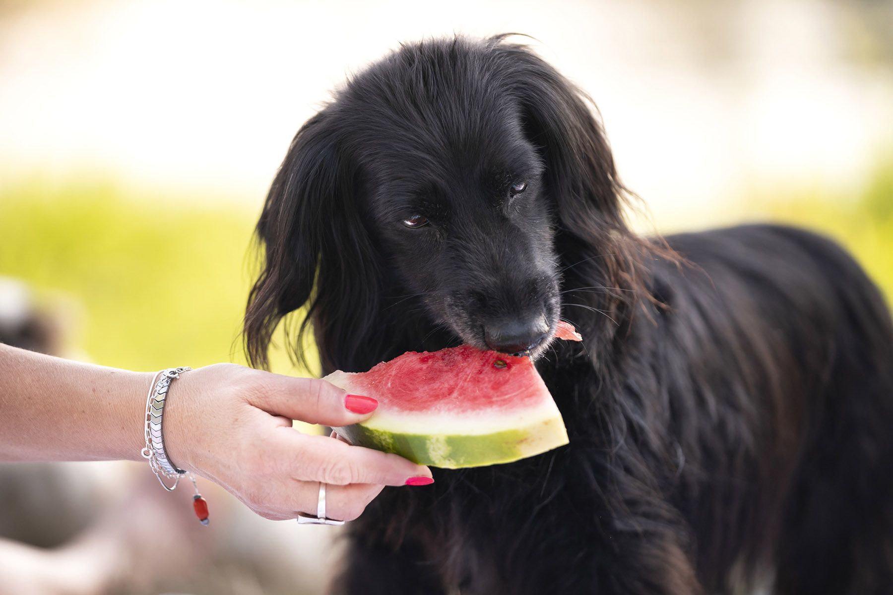 los rottweiler pueden comer uvas