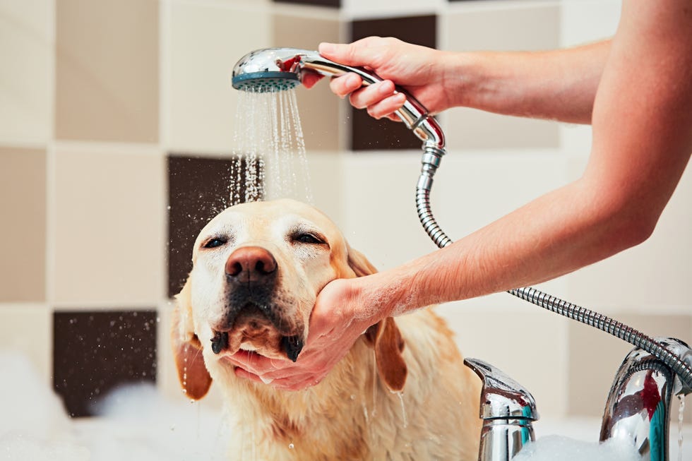 Perro en la ducha