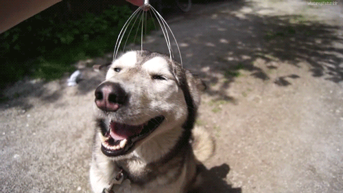 Perro feliz recibiendo un masaje