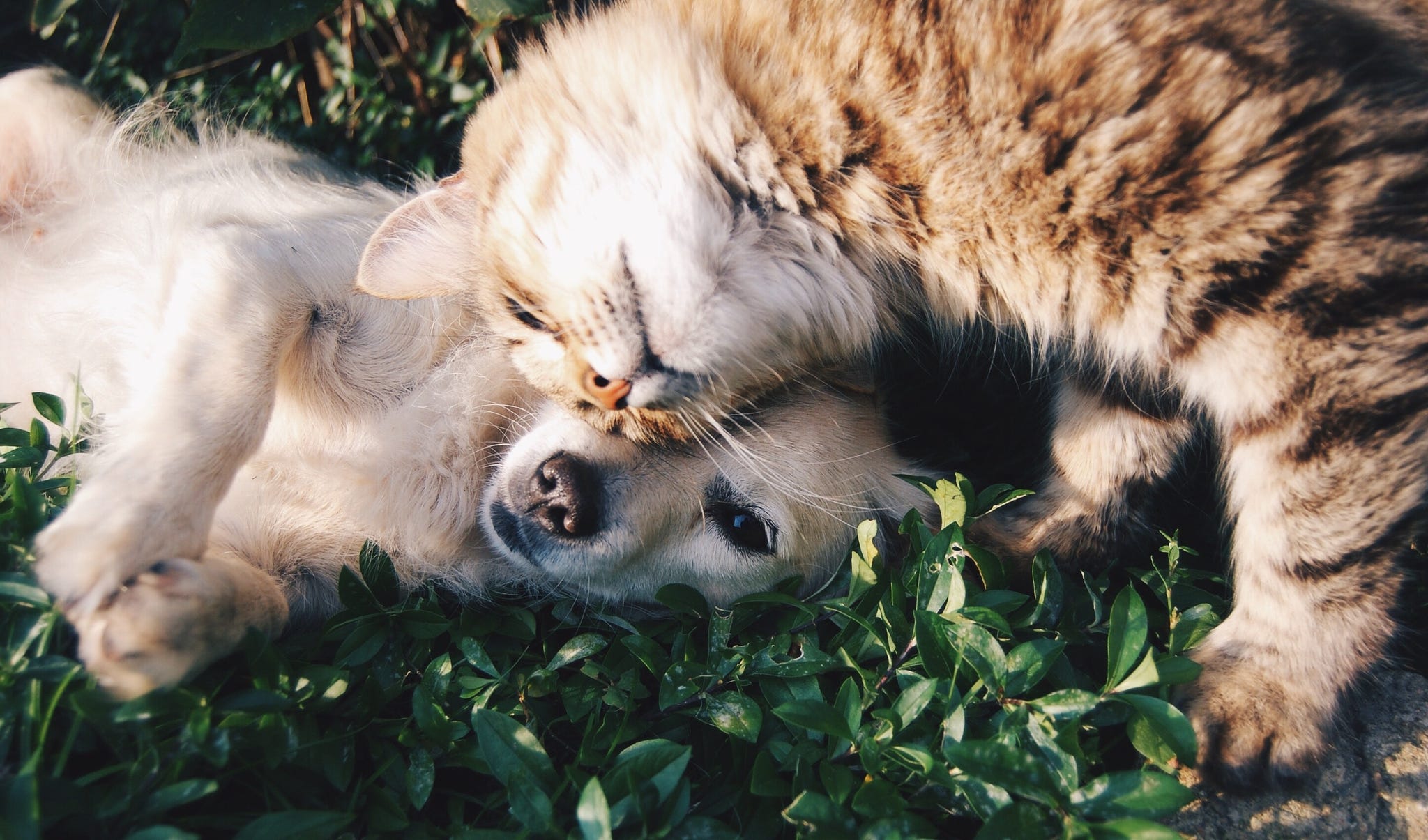Cuida a tu mascota de forma sostenible