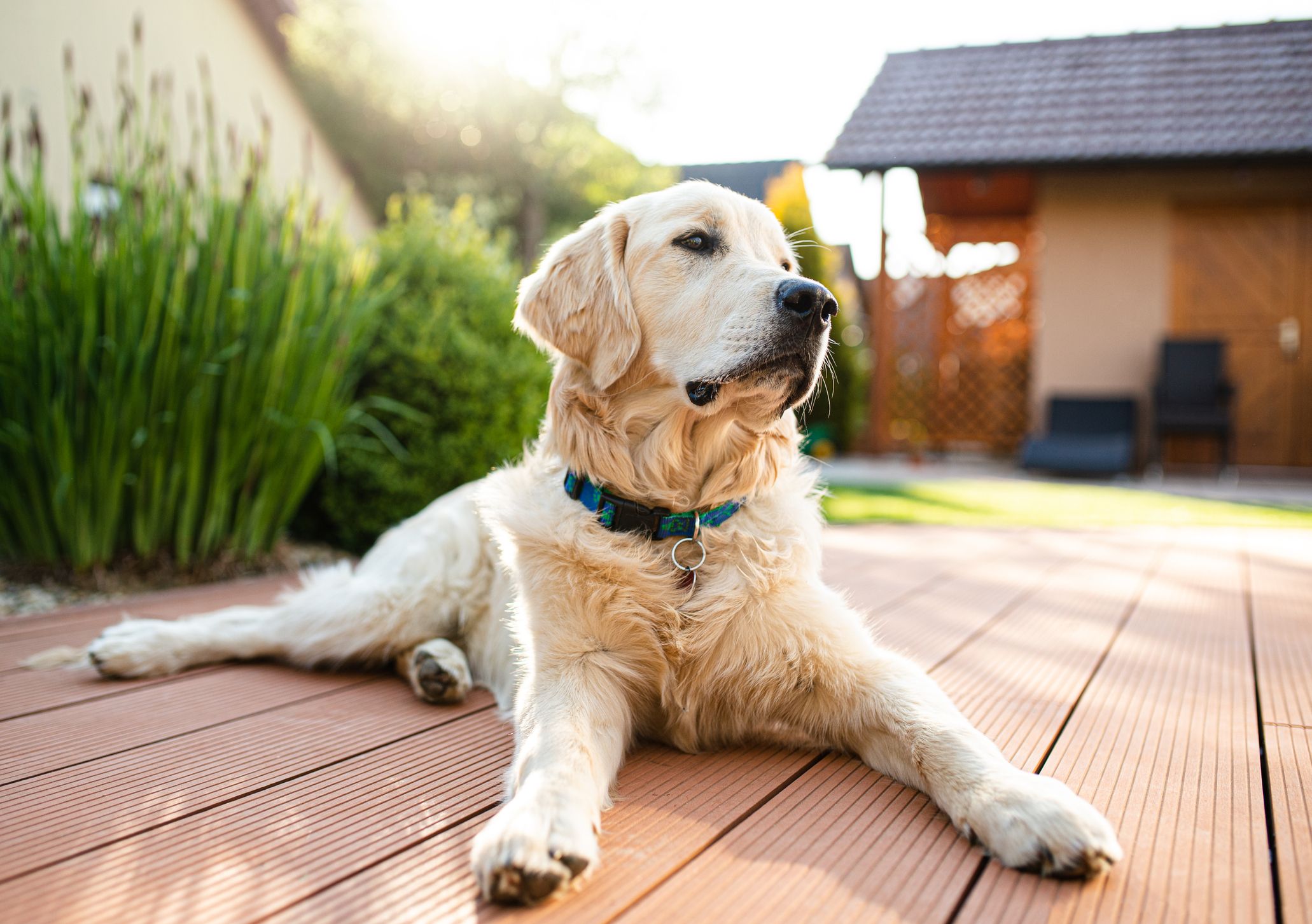 Cómo hacer que un jardín sea seguro para perros: 14 Pasos