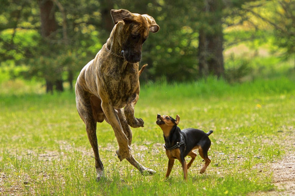 cómo alargar la vida de los perros grandes y pequeños con consejos de una experta veterinaria