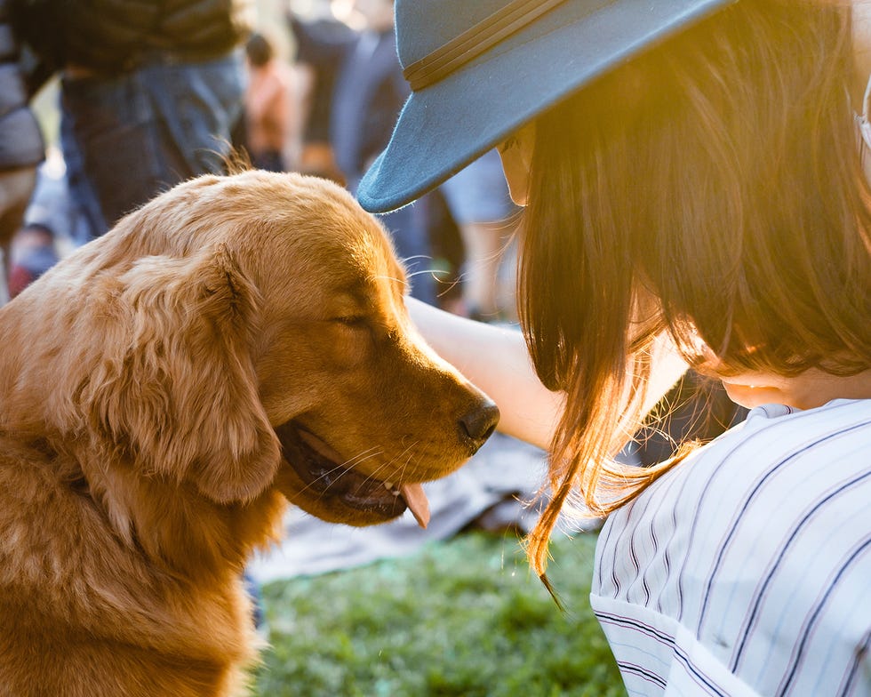 los perros son felices con caricias y la precaución en sus paseos por el parque