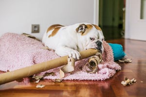 perro jugando en casa