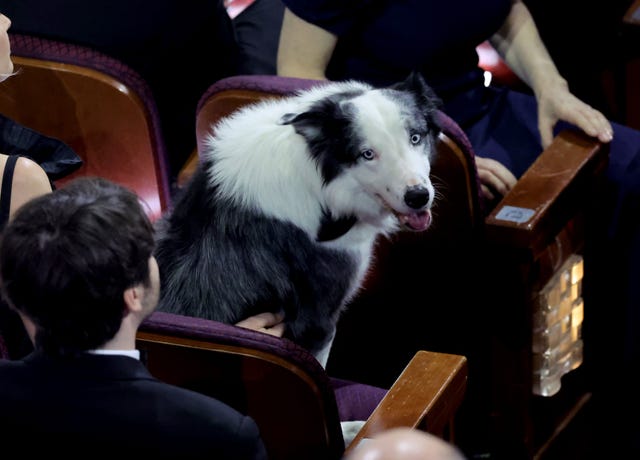 perro messi oscar