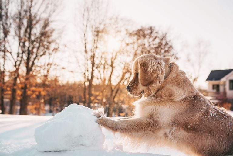 como cuidar a un perro en la nieve