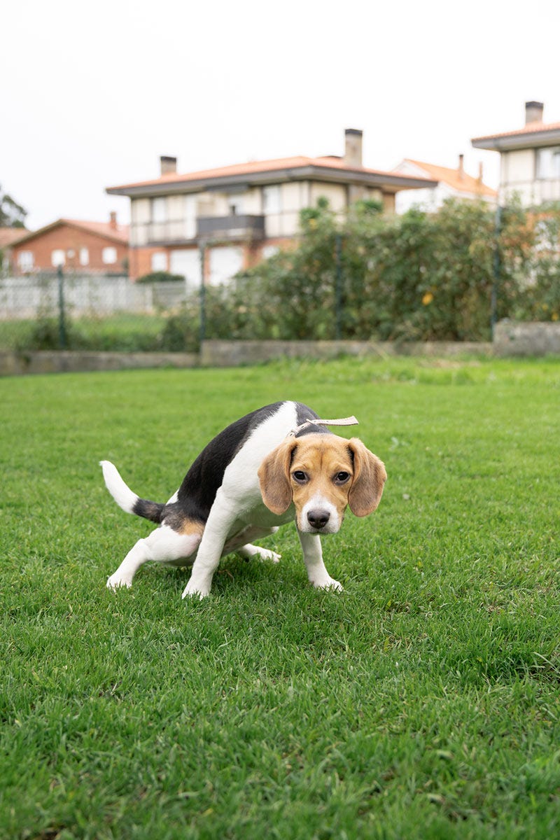 la arena para gatos puede matar a los perros