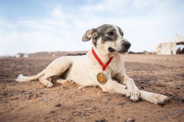 El perro que corrió el Los atletas seguirán compitiendo tras Tarragona 2025