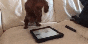 Perro con tablet
