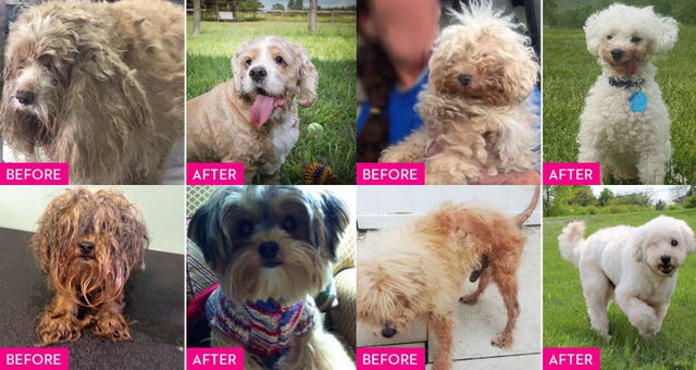 antes después perros adoptados