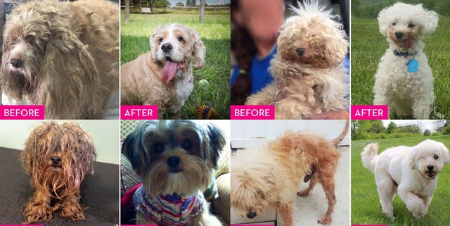 Antes después perros adoptados antes después perros adoptados