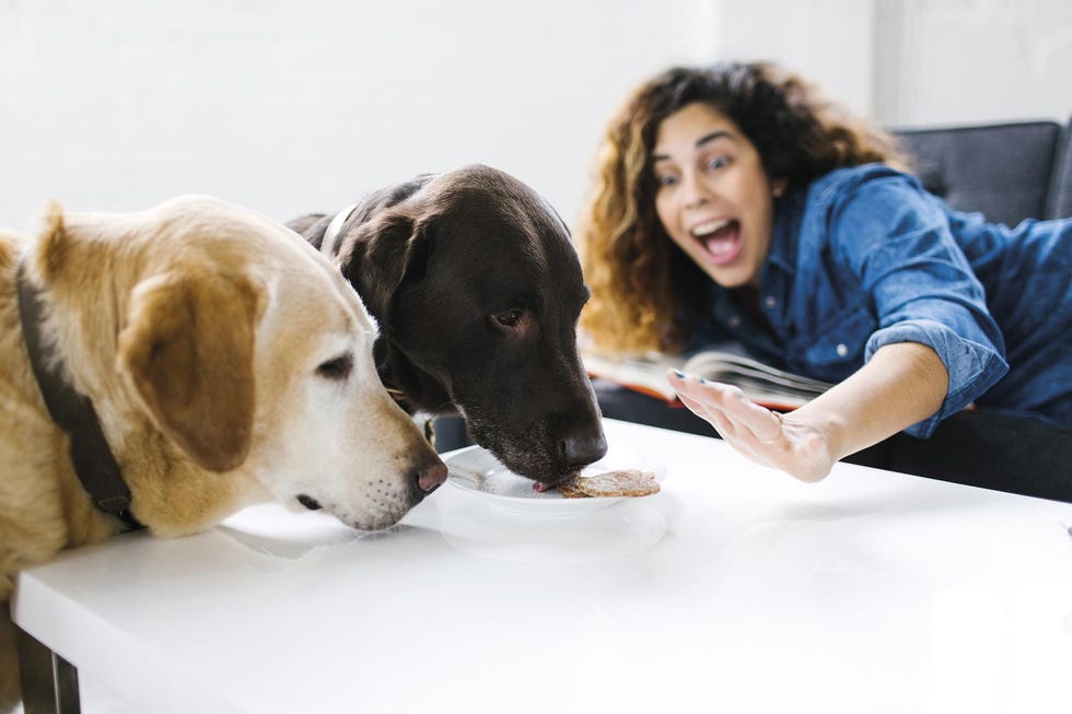 perros comiendo de la mesa