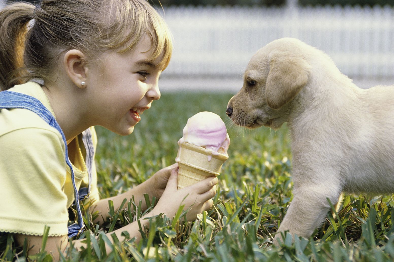 que pasa si un perro come helado de vainilla