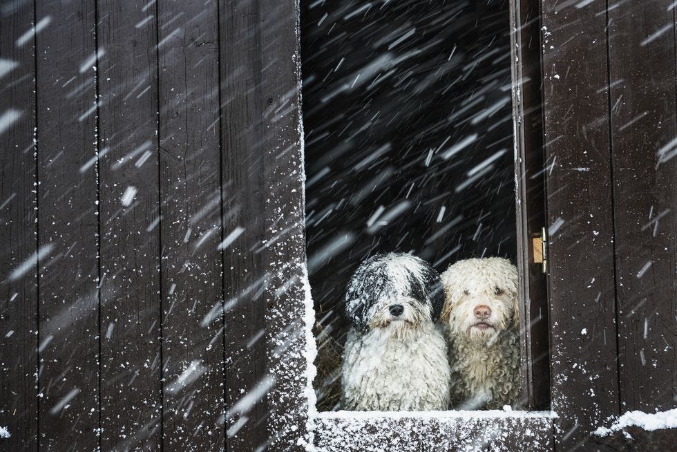 como cuidar a un perro en la nieve