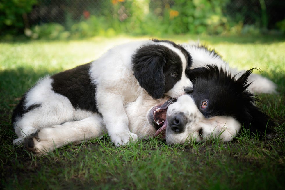 como alargar la vida de los perros grandes y pequeños con consejos de una experta veterinaria