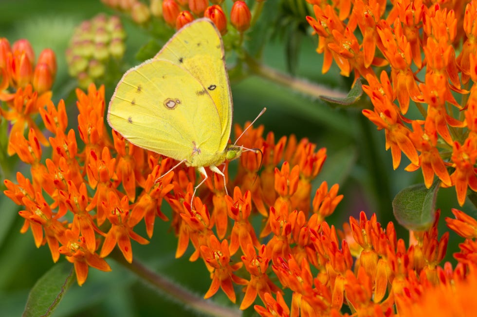 perryeckhardt home clouded sulphur,close up of butterfly pollinating on orange flower,saint peters,missouri,united states,usa