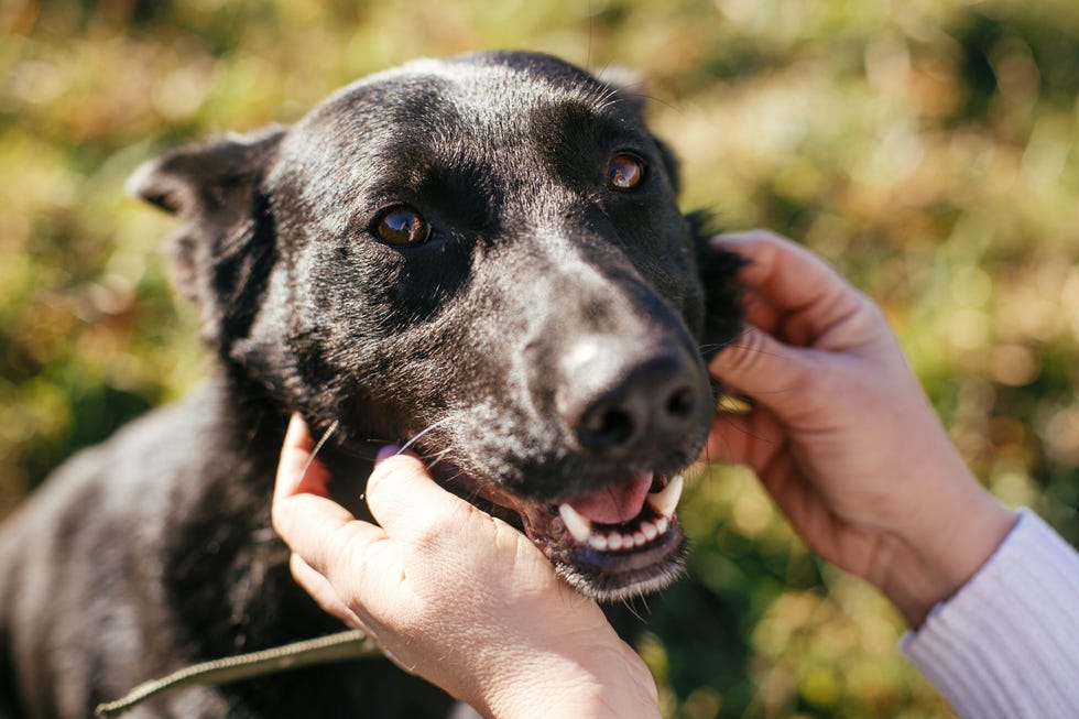 20 Best Dog Breeds for Families with Kids, According to Experts