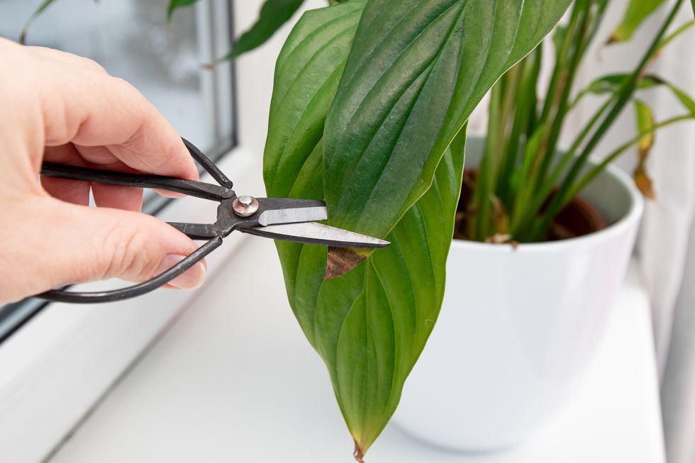 person cut away houseplant spathiphyllum commonly known as spath or peace lilies brown dead leaf tips leaf browning causes can be over watering, temperature extremes, lack of watering