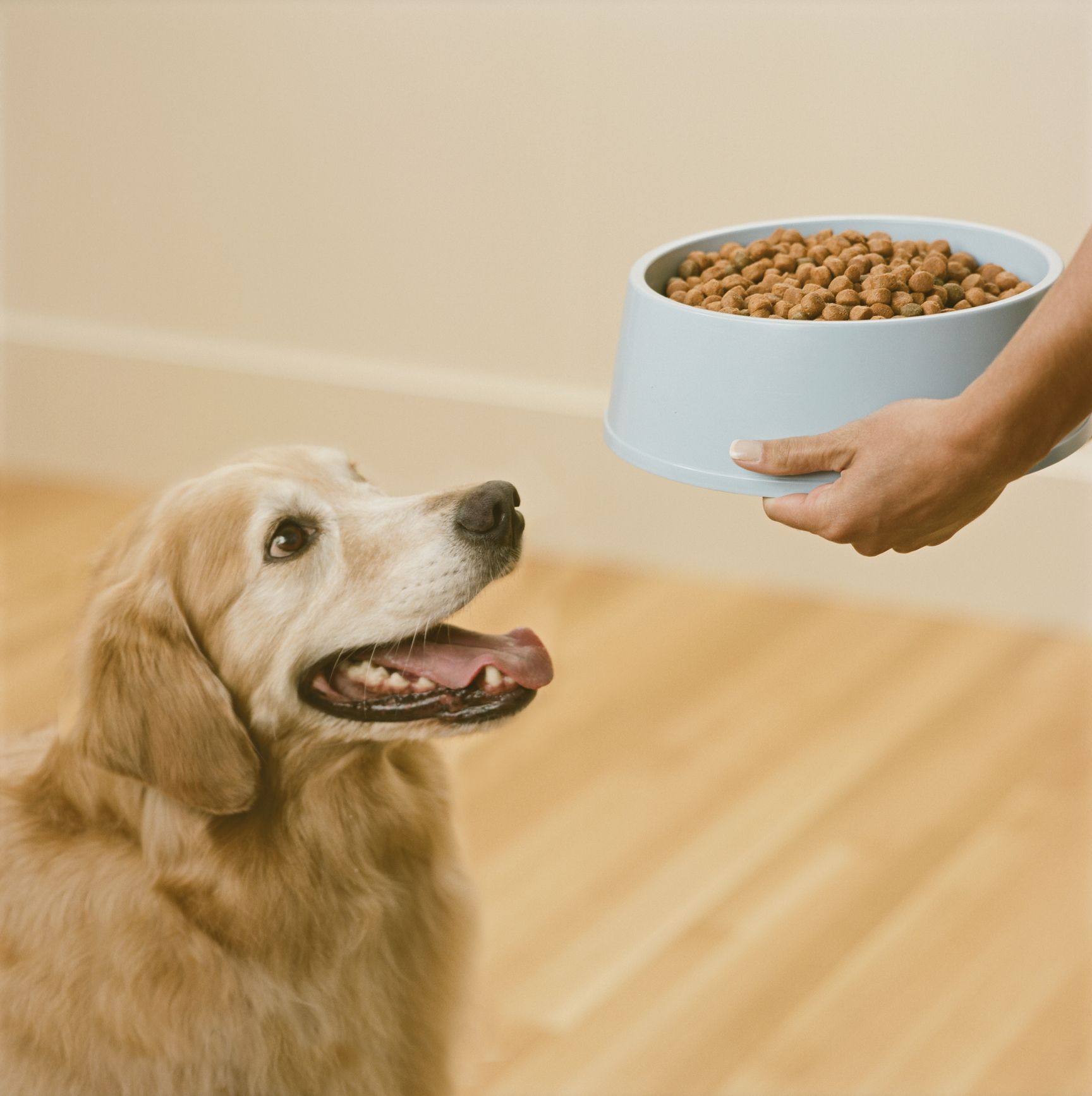 Top breed dog outlet food review