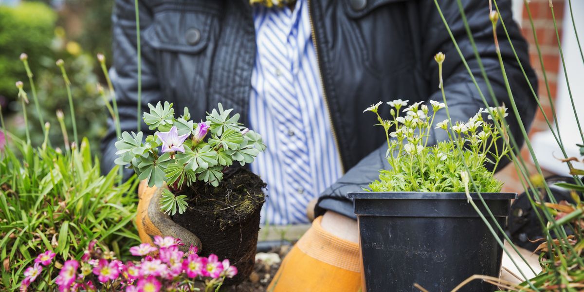There's now a Recommended Daily Allowance (RDA) for gardening