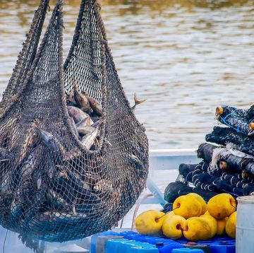 pesca tonno pinna gialla