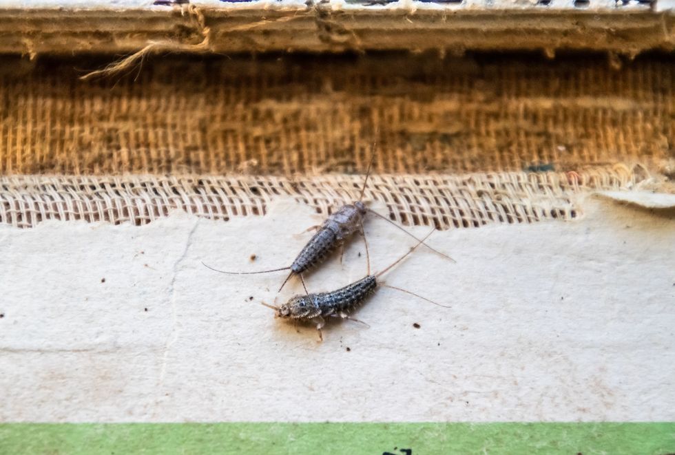 Pest books and newspapers. Insect feeding on paper - silverfish, lepisma