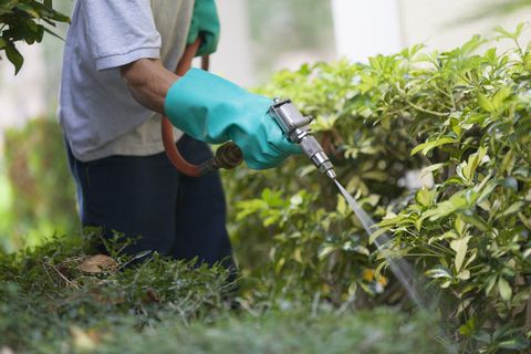 Pest control technician using high pressure spray gun with heavy duty gloves on shrubbery