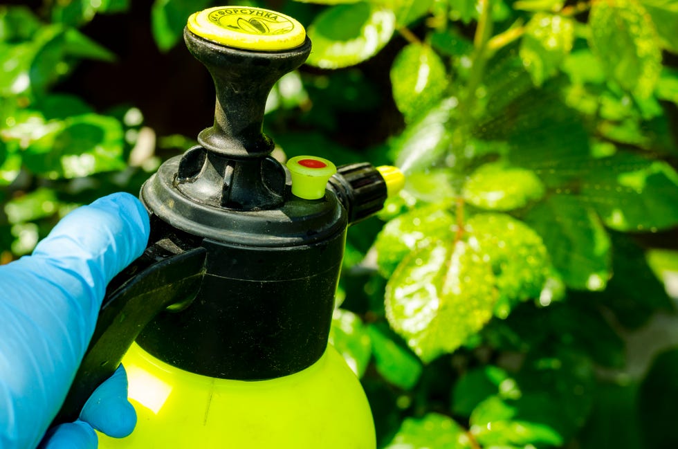 DIY vinegar herbicide