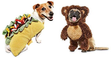 Dog, Canidae, Dog breed, Carnivore, Companion dog, Toy, Stuffed toy, Animal figure, Russell terrier, Ancient dog breeds, 
