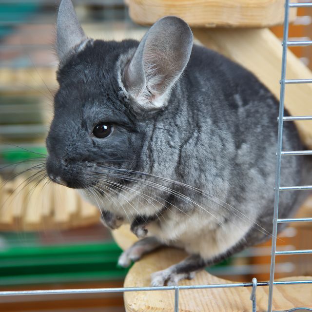 Gray little chinchilla in a cage.