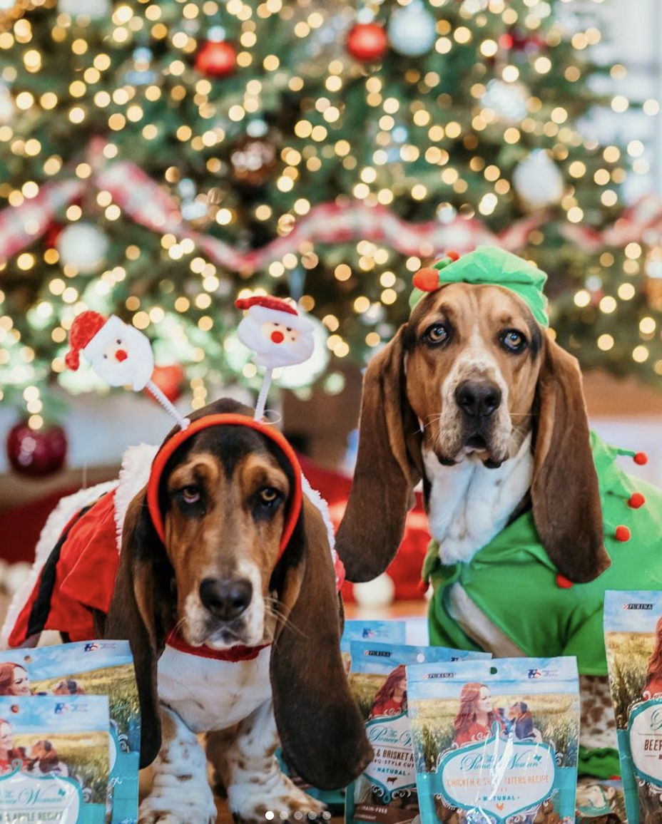 christmas traditions dress up your pet