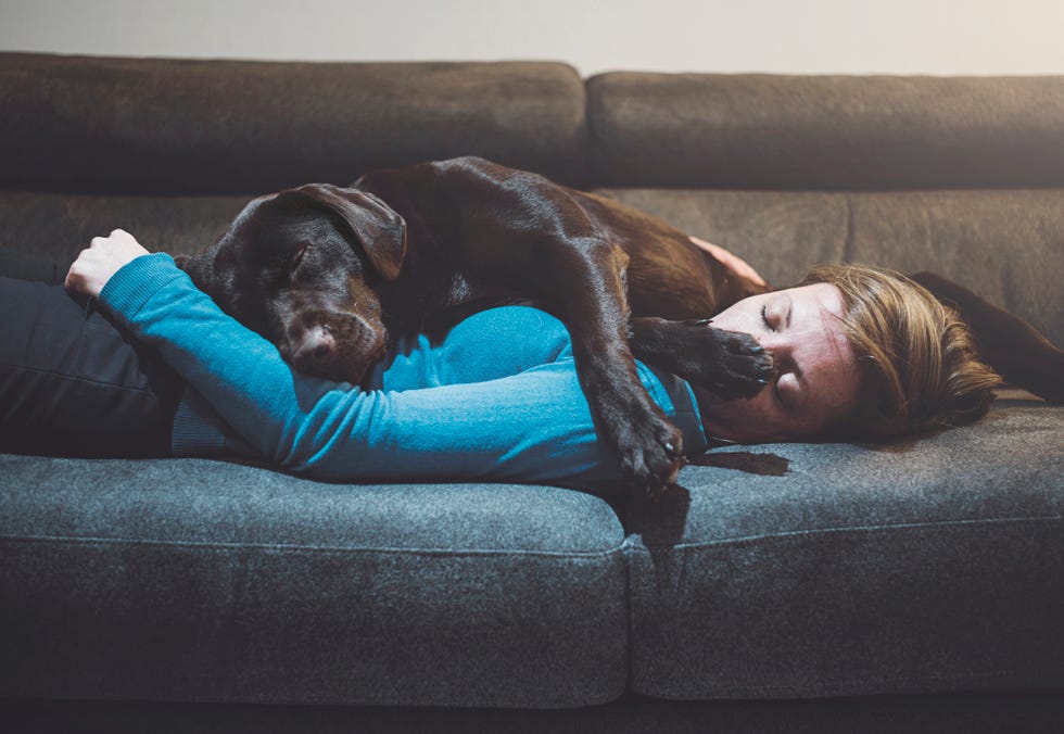 Pet dog asleep on woman