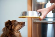 pet dog waiting to be fed