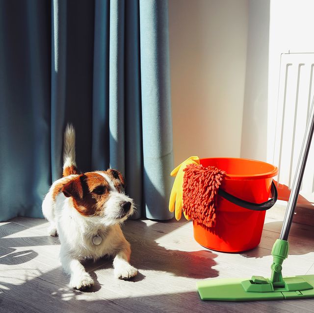 The Best Pet-Friendly Cleaning Supplies 2022 - Pet-Safe Non-Toxic Cleaning  Brands