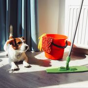 small dog next to orange cleaning bucket and swiffer