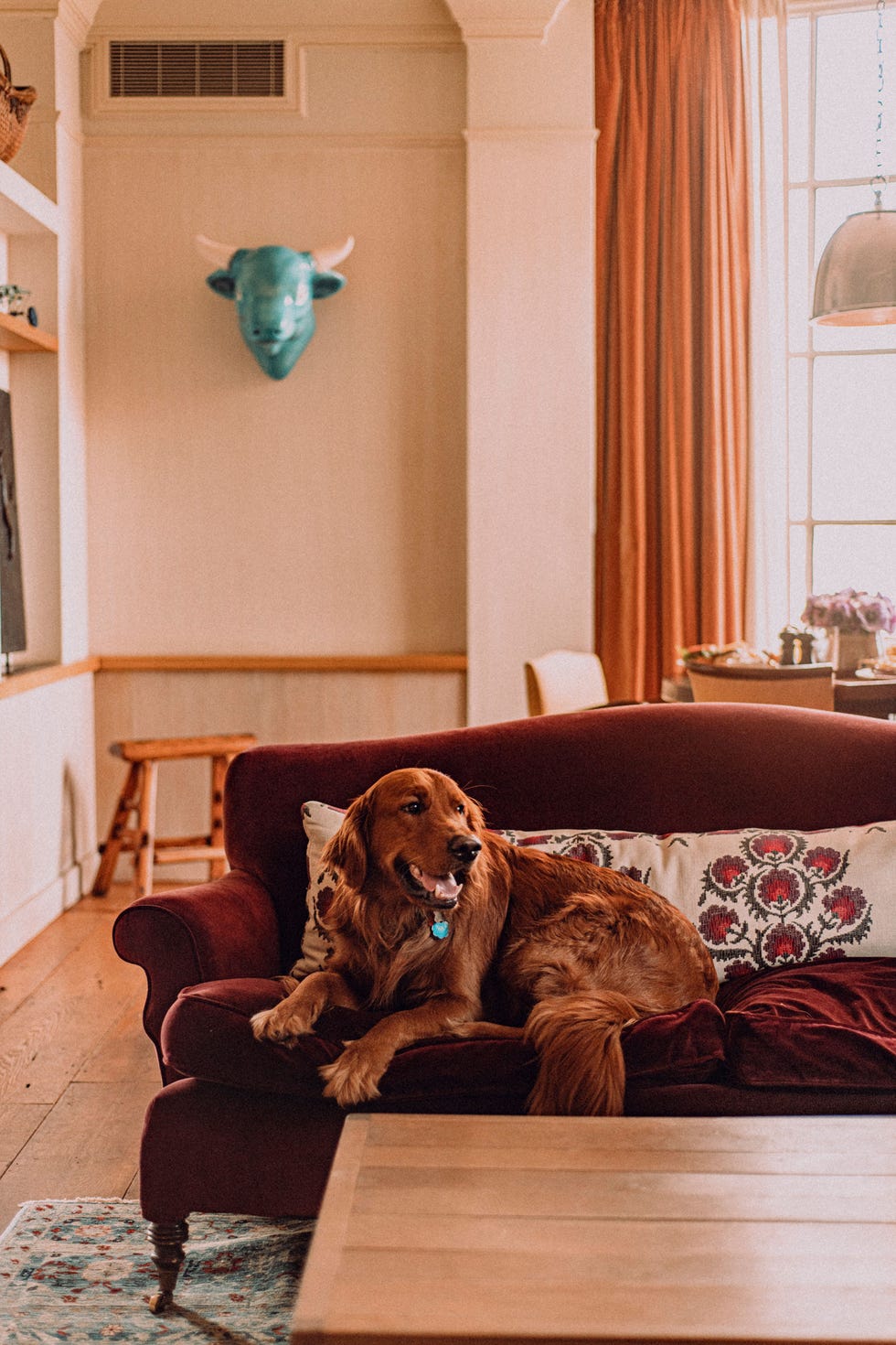 10 Best Pet-Friendly Hotels in NYC for 2023