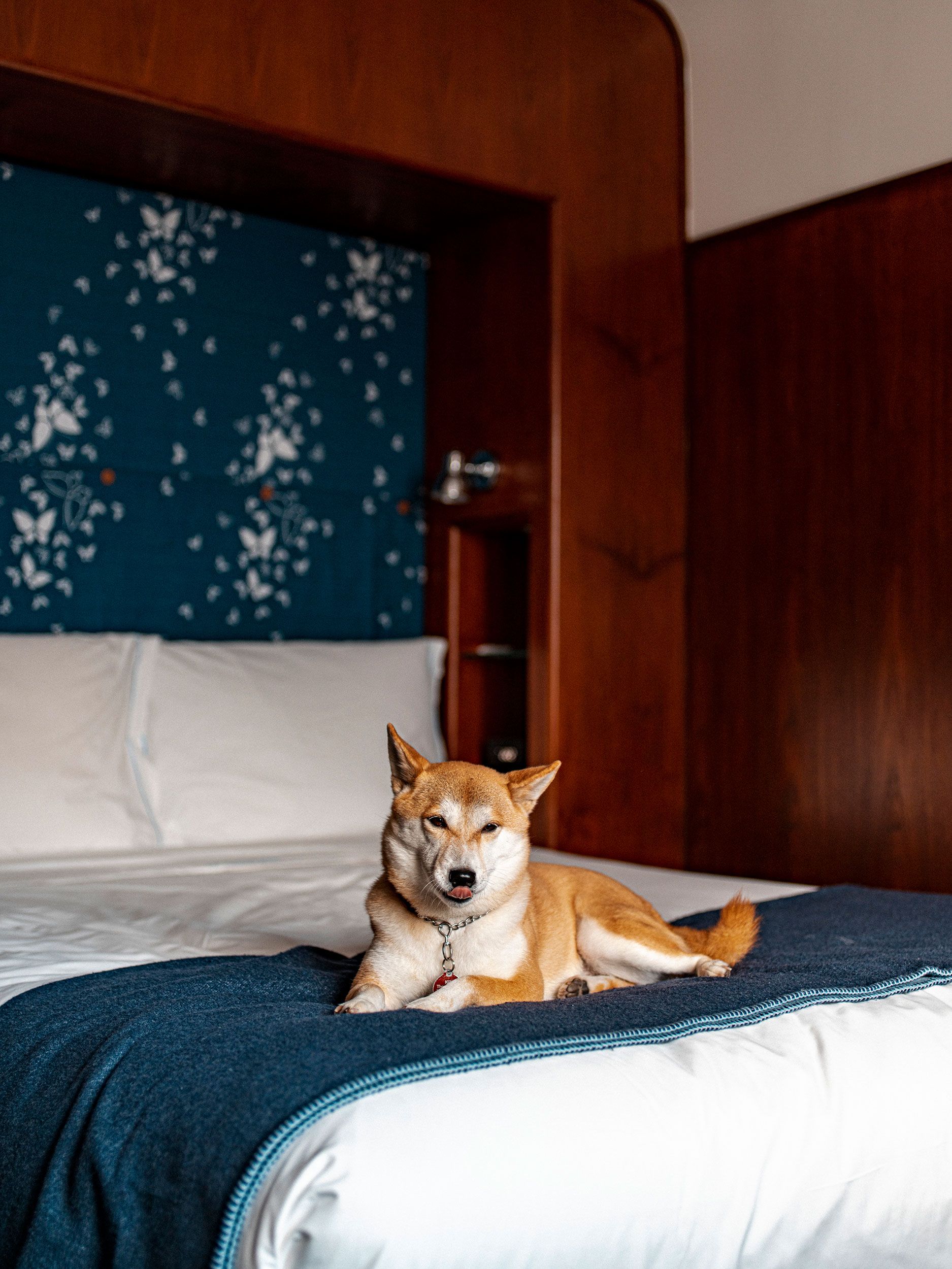 The 24 Best Pet-Friendly Hotels in New York City