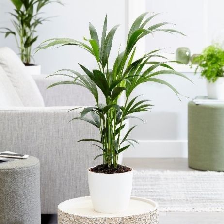 6 pet friendly plants that will brighten up your living space